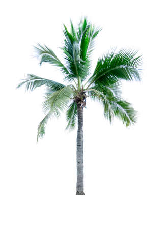 Coconut tree isolated on white background used for advertising decorative architecture. Summer and beach conceptの写真素材