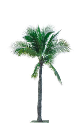 Coconut tree isolated on white background used for advertising decorative architecture. Summer and beach conceptの写真素材