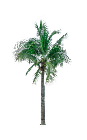 Coconut tree isolated on white background used for advertising decorative architecture. Summer and beach conceptの写真素材