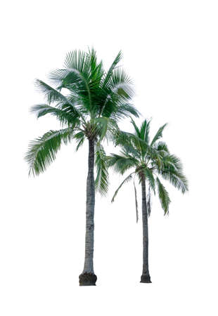 Two coconut tree isolated on white background used for advertising decorative architecture. Summer and beach conceptの写真素材