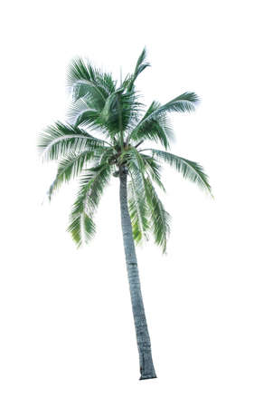 Coconut tree isolated on white background used for advertising decorative architecture. Summer and beach conceptの写真素材
