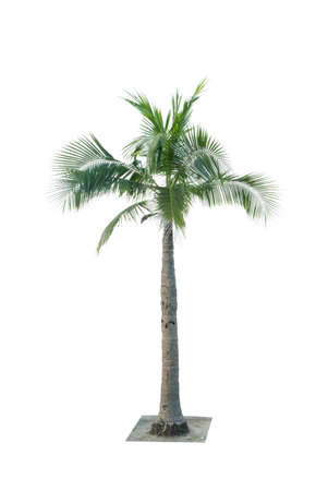 Coconut tree isolated on white background used for advertising decorative architecture. Summer and beach conceptの写真素材