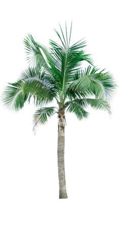 Coconut tree isolated on white background used for advertising decorative architecture. Summer and beach conceptの写真素材