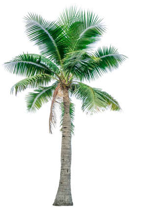 Coconut tree isolated on white background used for advertising decorative architecture. Summer and beach conceptの写真素材