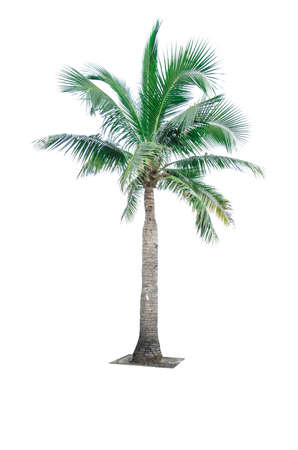 Coconut tree isolated on white background used for advertising decorative architecture. Summer and beach conceptの写真素材