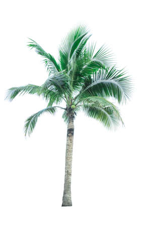 Coconut tree isolated on white background used for advertising decorative architecture. Summer and beach conceptの写真素材