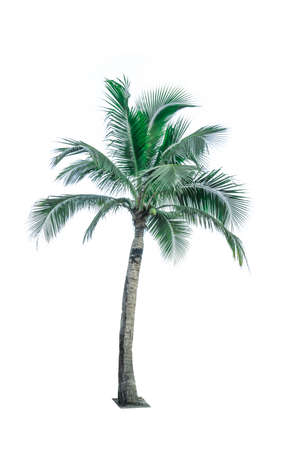 Coconut tree isolated on white background used for advertising decorative architecture. Summer and beach conceptの写真素材