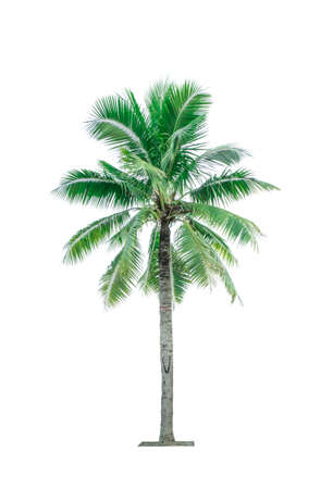 Coconut tree isolated on white background used for advertising decorative architecture. Summer and beach conceptの写真素材
