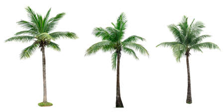 Set of coconut tree isolated on white background used for advertising decorative architecture....