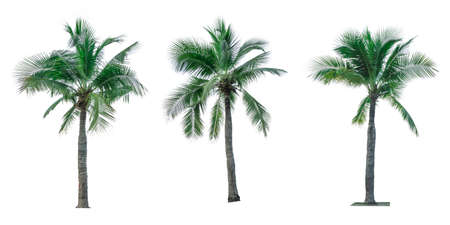Set of coconut tree isolated on white background used for advertising decorative architecture. Summer and beach conceptの写真素材