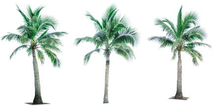 Set of coconut tree isolated on white background used for advertising decorative architecture. Summer and beach conceptの写真素材