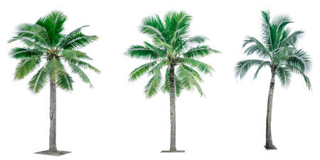 Set of coconut tree isolated on white background used for advertising decorative architecture. Summer and beach conceptの写真素材