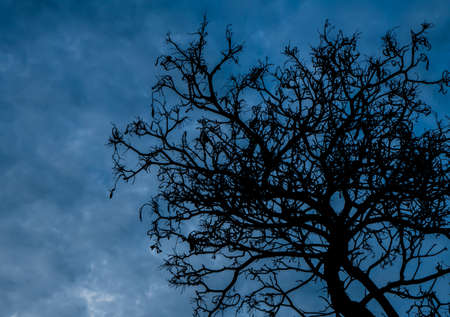 Silhouette dead tree on dark sky background for scary or deathの写真素材