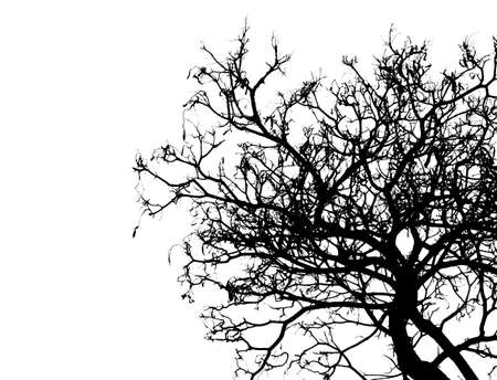 Silhouette dead tree isolated on white background for scary or death with clipping path.の写真素材