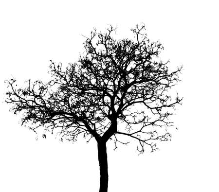 Silhouette dead tree isolated on white background for scary or death with clipping path.の写真素材