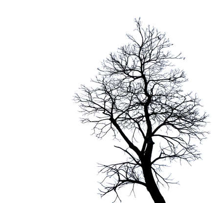 Silhouette dead tree isolated on white background for scary or death with clipping path.の写真素材