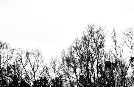 Silhouette dead tree isolated on white background for scary or death .の写真素材