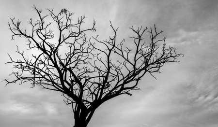 Silhouette dead tree on dark sky background for scary or death
