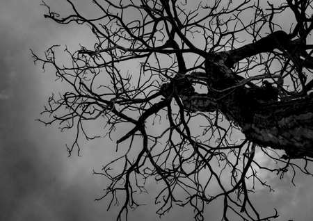 Silhouette dead tree on dark sky background for scary or deathの写真素材