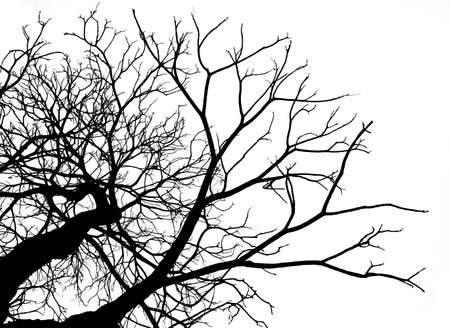 Silhouette dead tree isolated on white background for scary or death with clipping path.の写真素材
