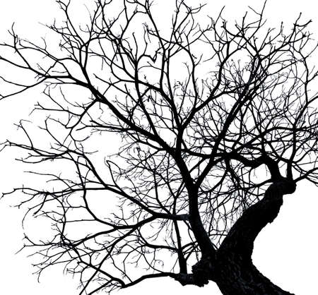 Silhouette dead tree isolated on white background for scary or death with clipping path.の写真素材