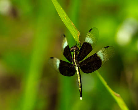 Black and white dragonfly show wings, body and eye detail on a green grass as natural blur backgroundの写真素材