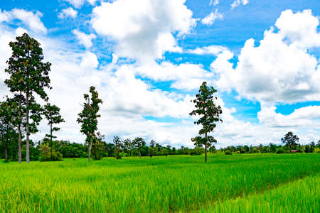 Rice field and tree with blue sky and clouds in the northeast of Thailandの写真素材