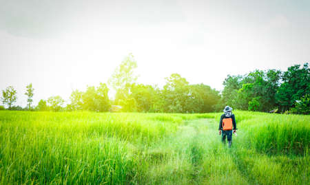 Asian smart engineer or surveyor in black jeans and long sleeve shirt and hat carries a box of orange working equipment and walking in the green rice field in the morning with sunshine in Thailandの写真素材