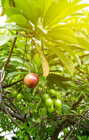 Cerbera odollam (Suicide tree, Pong-pong, Othalanga) tree with artificial sunlight.の写真素材