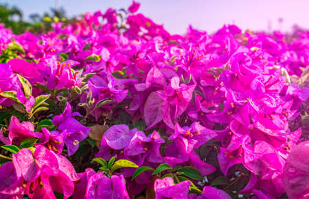 Beautiful pink paper flower, bougainvillea shiny flowers with artificial light after raining.の写真素材