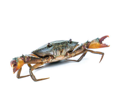 Scylla serrata. Mud crab isolated on white background with copy space. Raw materials for seafood restaurants concept.の写真素材