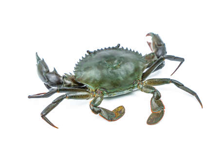 Scylla serrata. Mud crab isolated on white background with copy space. Raw materials for seafood restaurants concept.の写真素材