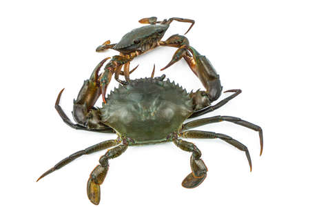Scylla serrata. Big crab use the claw to fight small crab isolated on white background. Raw materials for seafood restaurants concept.の写真素材