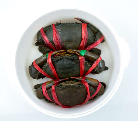 Top view of Scylla serrata. Three fresh crabs are tied with red plastic ropes and arranged in a neat rows in steaming container. Raw materials for seafood restaurants concept.の写真素材