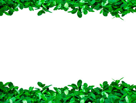 Green leaves on white background with copy space for text and picture, just add your own text. Use for advertising design brochure organic or beauty productsの写真素材