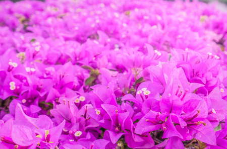 Beautiful pink paper flower, bougainvillea shiny flowers with artificial lightの写真素材