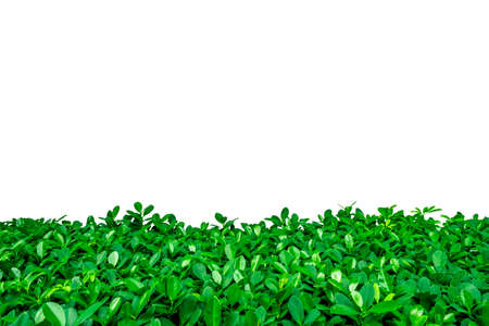 Green leaves on white background with copy space for text and picture, just add your own text. Use for advertising design brochure organic or beauty productsの写真素材