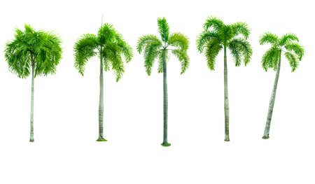 Set of five Manila palm, Christmas palm tree ( Veitchia merrillii (Becc.) H.E. Moore ) isolated on white background. used for advertising decorative architecture. Summer and beach concept.の写真素材