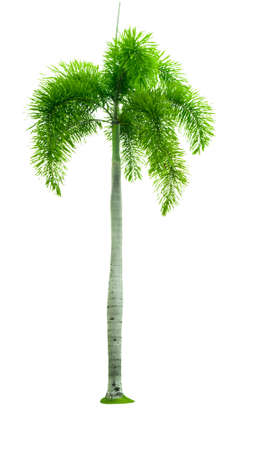 Manila palm, Christmas palm tree ( Veitchia merrillii (Becc.) H.E. Moore ) isolated on white background. used for advertising decorative architecture. Summer and beach concept.の写真素材