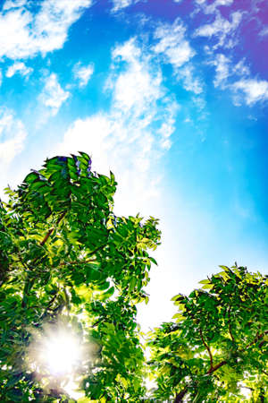 Green leaves with sunshine and beautiful blue sky and white clouds background with copy space for text.の写真素材