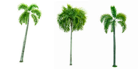 Manila palm, Christmas palm tree ( Veitchia merrillii ) isolated on white background. used for advertising decorative architecture. Summer and beach concept.の写真素材
