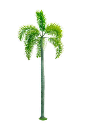 Manila palm, Christmas palm tree ( Veitchia merrillii ) isolated on white background. used for advertising decorative architecture. Summer and beach concept.の写真素材