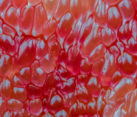 Macro shot of red pomelo pulp texture background. Thailand Siam ruby pomelo fruit. Natural source of vitamin C (antioxidants) and potassium. Healthy food for slow down agingの写真素材