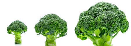 Set of green broccoli (Brassica oleracea). Vegetables natural source of betacarotene, vitamin c, vitamin k, fiber food, folate. Fresh broccoli cabbage isolated on white background.の写真素材