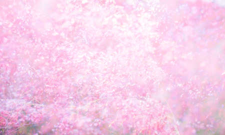 Pink flower (Melinis repens) texture backgroundの写真素材