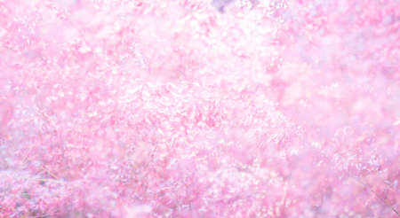 Pink flower (Melinis repens) texture background for valentine's dayの写真素材