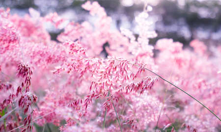 Pink flower (Melinis repens) with bokeh background for valentine's dayの写真素材