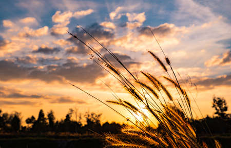 Flower of grass with blurred background of tree, blue sky, white and gray clouds at sunset in Thailandの写真素材