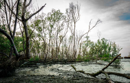 Dead mangrove tree lying on the mud at mangrove forest with white clouds and skyの写真素材