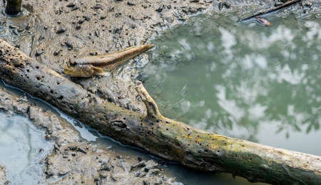 Blue spotted mudskipper (Boleophthalmus boddarti) at mudflats near old dead wood